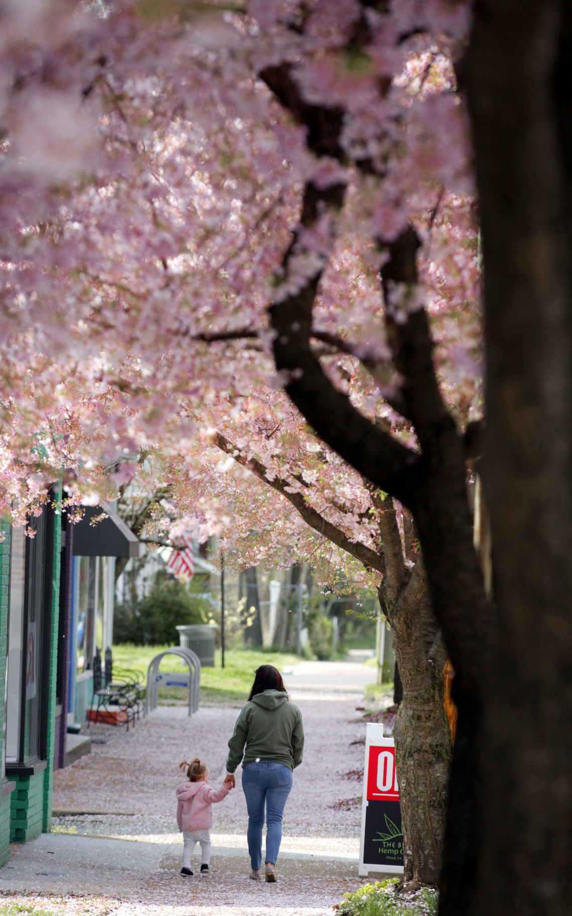 hr cherryblossoms